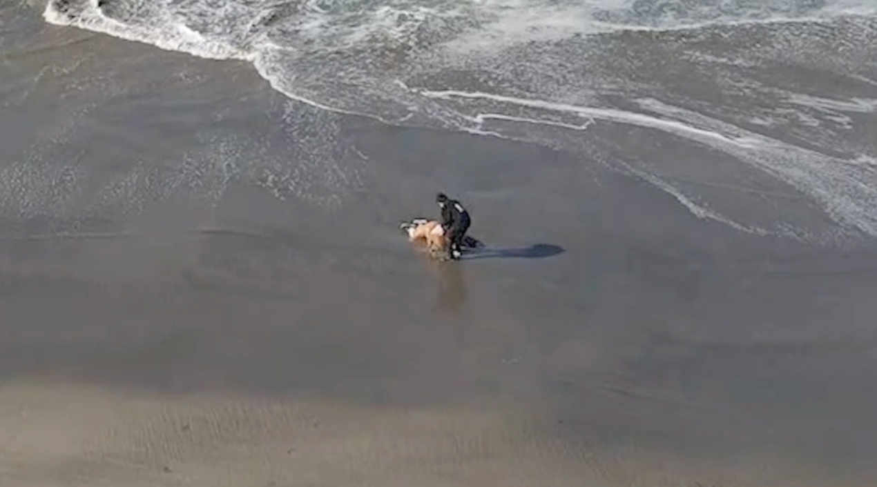 objevil ženu, která byla zasažena mořskými vlnami, a byla ji dokonce schopna zachránit